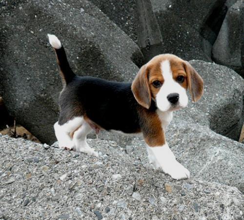 beagle inspired childrens pjs