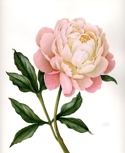 vintage rose Petidoux